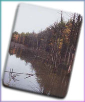 personalized gifts, magnets, art, prints, cards & more
