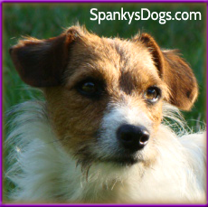 Jack Russell Terrier puppies for sale