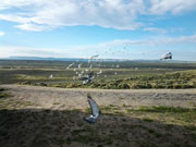 Grand Junction Racing Pigeon Club in Western Colorado