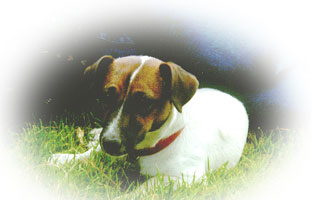 Jack Russell Terrier Puppies for sale